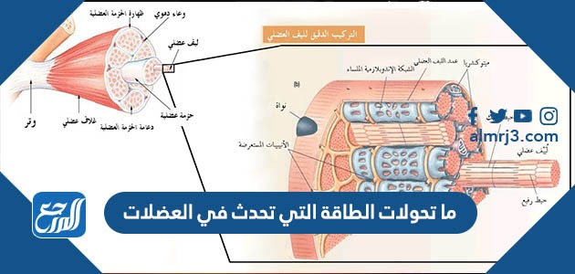 ما تحولات الطاقة التي تحدث في العضلات