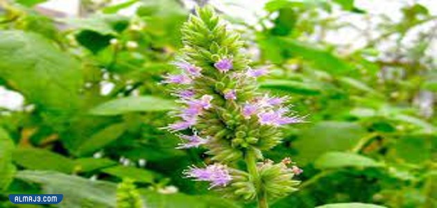 ما هو الباتشولي