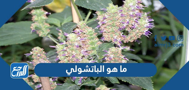 ما هو الباتشولي