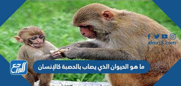 ما هو الحيوان الذي يصاب بالحصبة كالإنسان