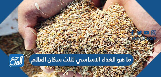 ما هو الغذاء الاساسي لثلث سكان العالم