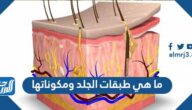 ما هي طبقات الجلد ومكوناتها ما هي طبقات الجلد ومكوناتها