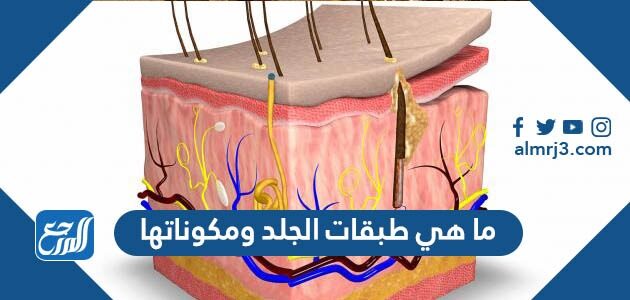 ما هي طبقات الجلد ومكوناتها