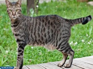 ماو المصرية