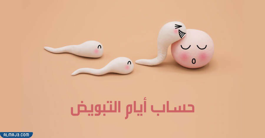 متى يمكن حساب ميعاد التبويض بالهجري والميلادي