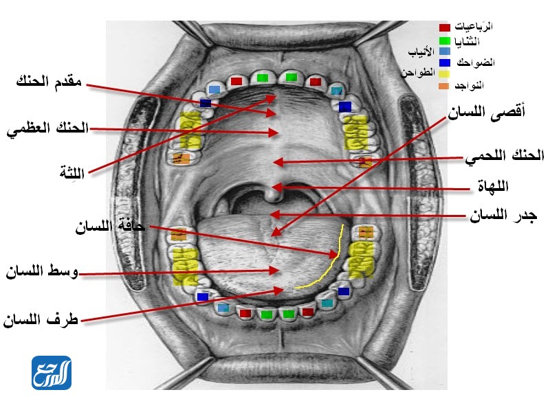 مخارج الحروف
