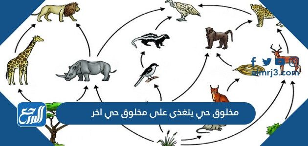 مخلوق حي يتغذى على مخلوق حي اخر