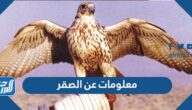 معلومات عن الصقر