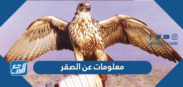 معلومات عن الصقر