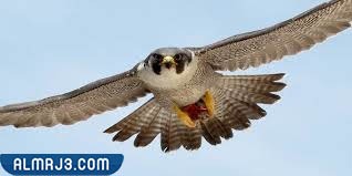 معلومات عن الصقر