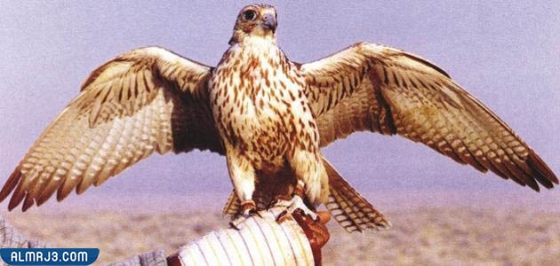 معلومات عن الصقر