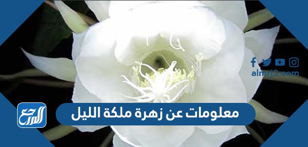 معلومات عن زهرة ملكة الليل