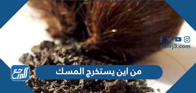 من اين يستخرج المسك