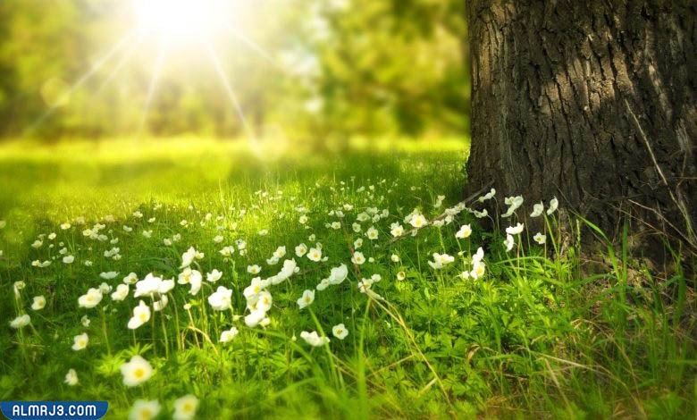 أنواع النبات الطبيعية