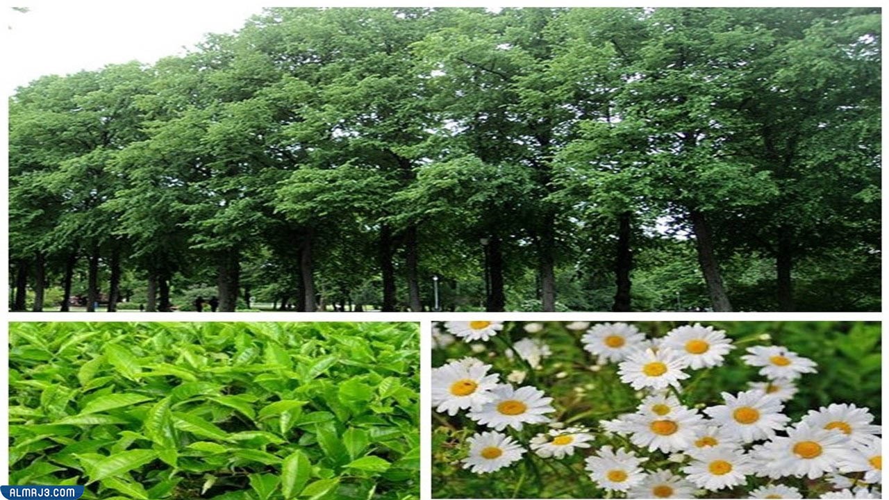 موضوع تعبير عن النباتات