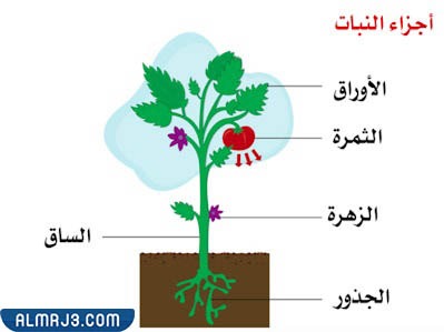 أجزاء النبات