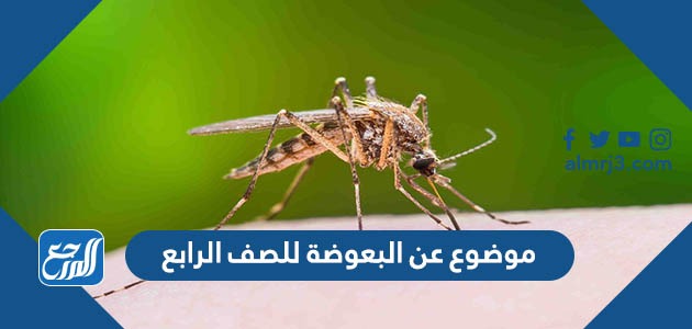 موضوع عن البعوضة للصف الرابع