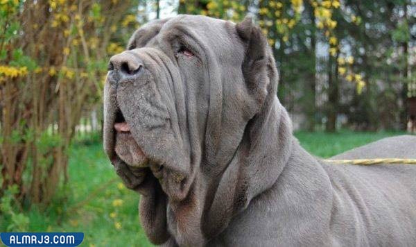 نابولي الدراوس