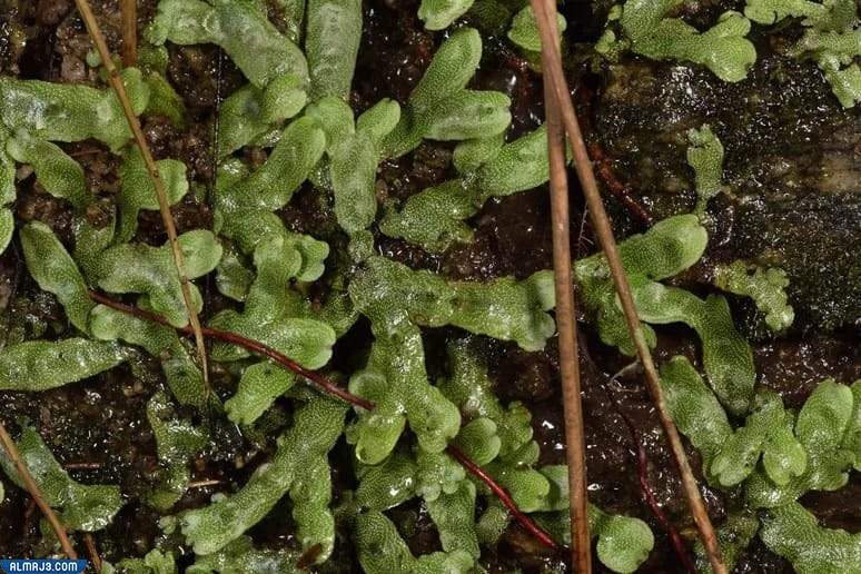 نبات حشائش الكبد أو ليفروورتس اللاوعائية