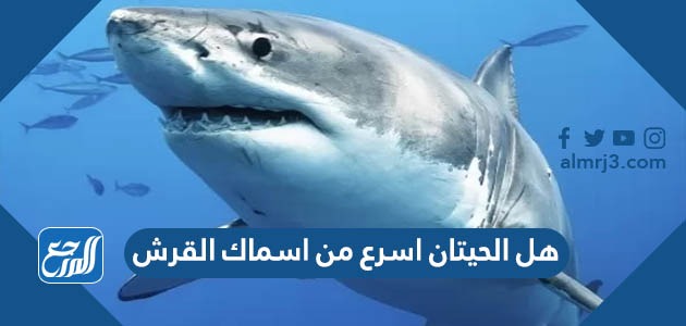 هل الحيتان اسرع من أسماك القرش