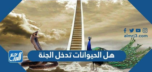 هل الحيوانات تدخل الجنة