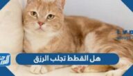 هل القطط تجلب الرزق