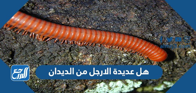 هل عديدة الارجل من الديدان