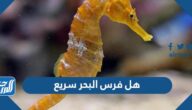 هل فرس البحر سريع
