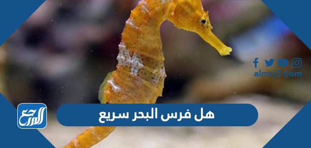 هل فرس البحر سريع