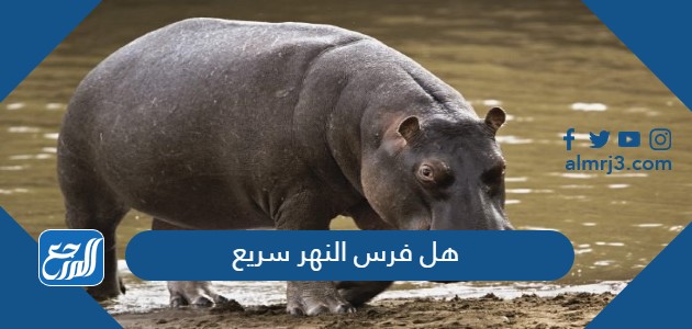 هل فرس النهر سريع