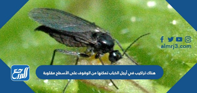 هناك تراكيب في أرجل الذباب تمكنها من الوقوف على الأسطح المقلوبة