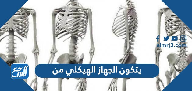 يتكون الجهاز الهيكلي من