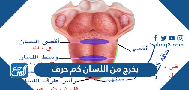 يخرج من اللسان كم حرف