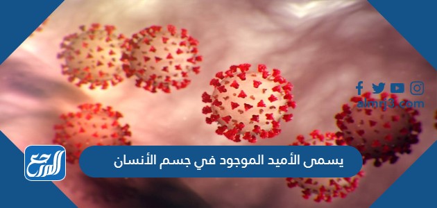 يسمى الأميد الموجود في جسم الأنسان