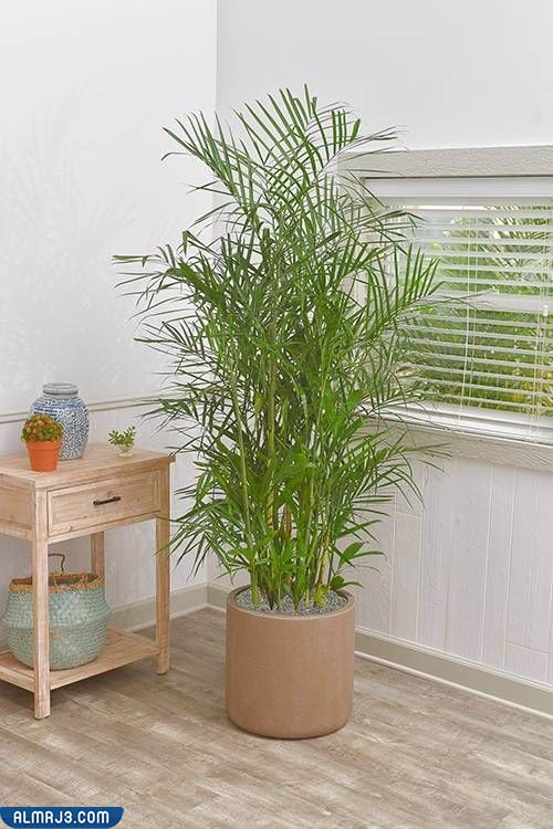 Best ornamental plants to purify rooms
