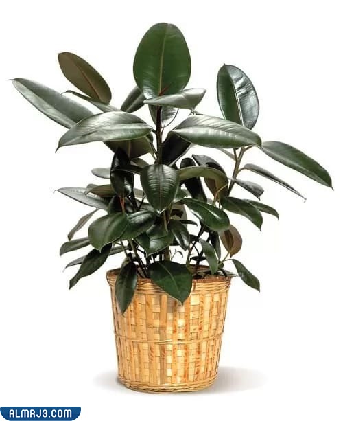 The best ornamental plants to purify the air in rooms 