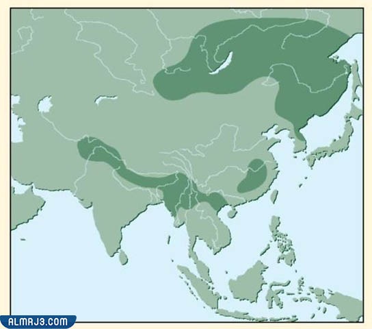 أين توجد غزال المسك في موطنها الأصلي في آسيا