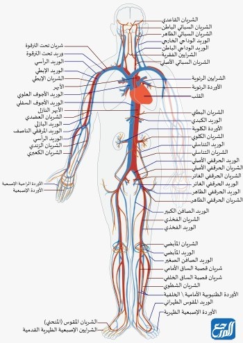 الأوعية الدموية التي تنقل الدم بعيدًا عن القلب