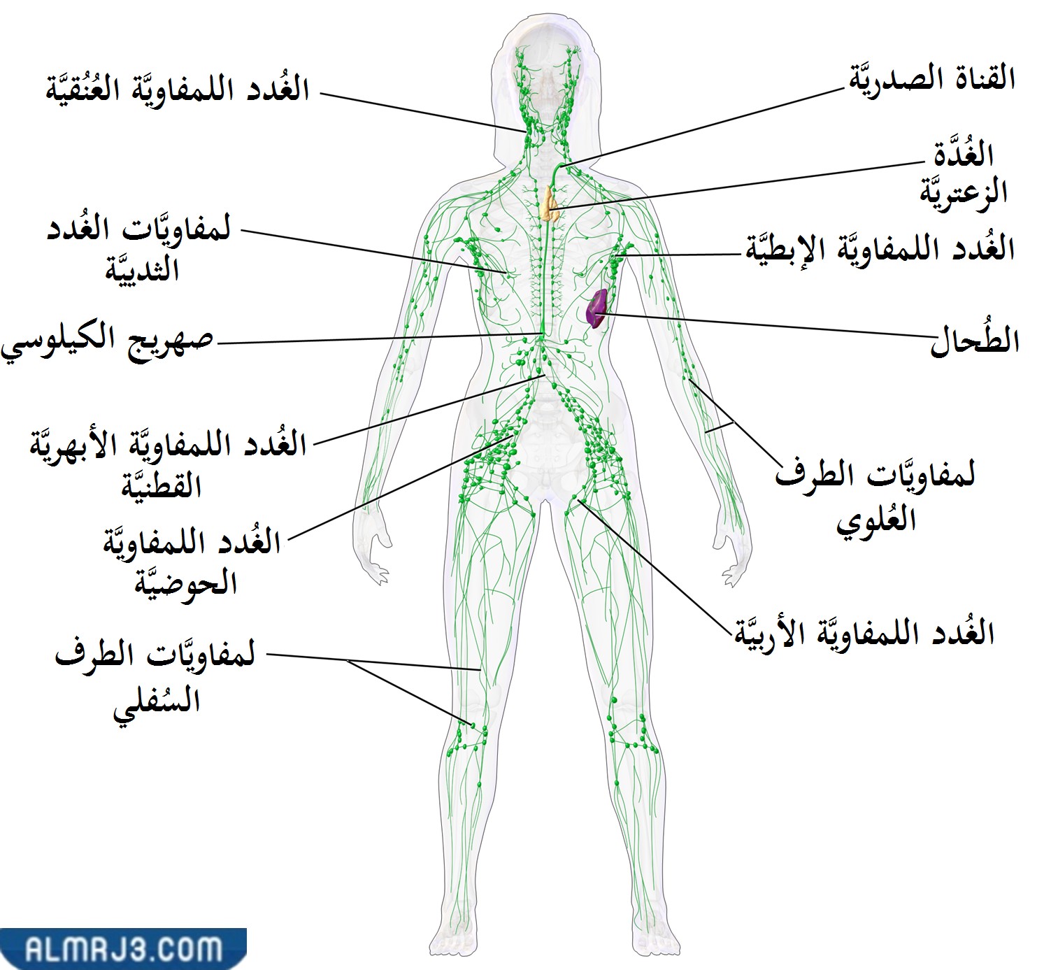 مواقع الغدد الليمفاوية في الجسم