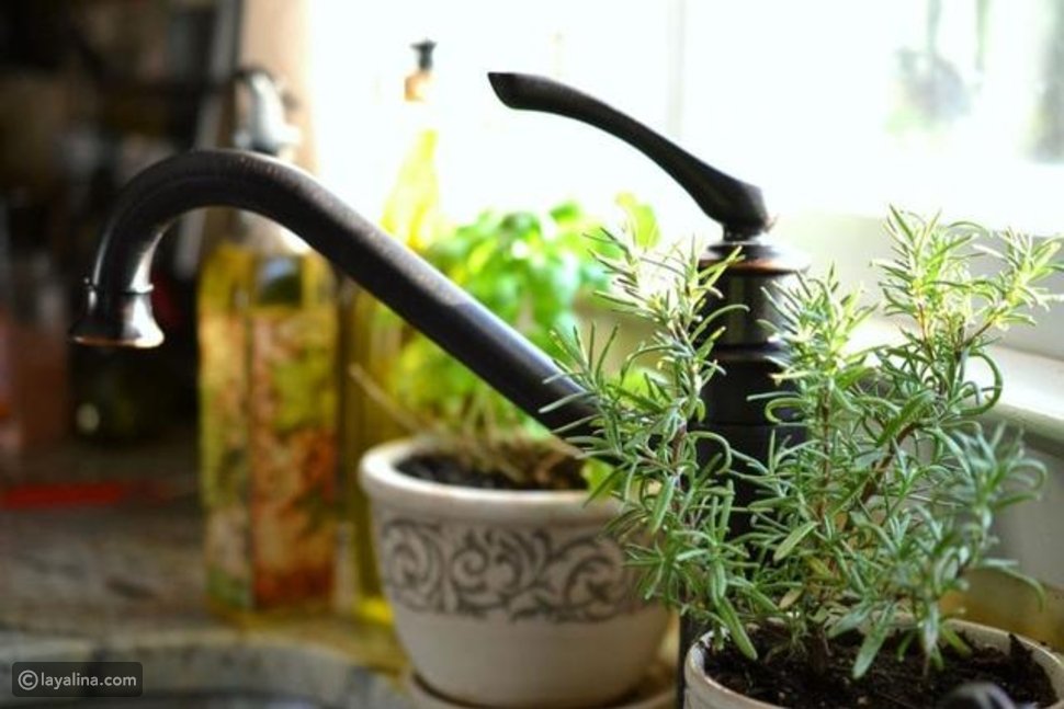 أفضل نباتات الزينة لتنقية الهواء في الغرف