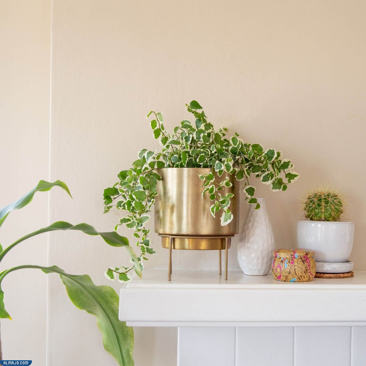 The best ornamental plants to purify the air in rooms