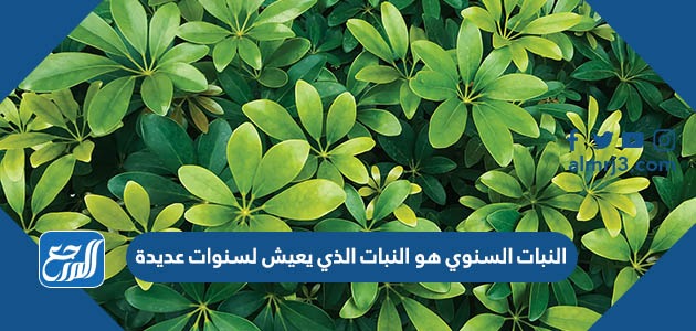 النبات السنوي هو النبات الذي يعيش لسنوات عديدة