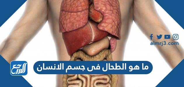 ما هو الطحال فى جسم الانسان