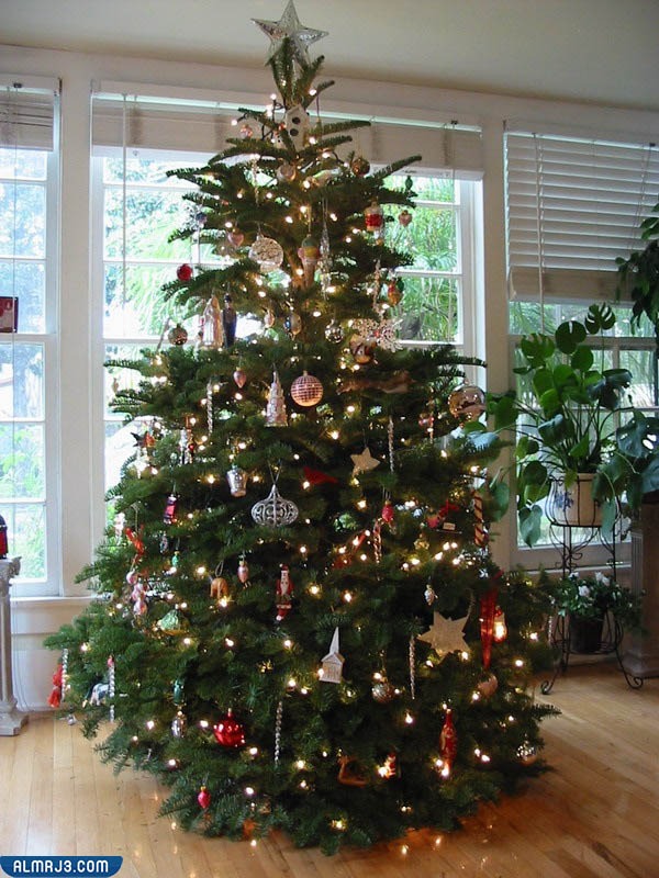 صور شجرة عيد الميلاد