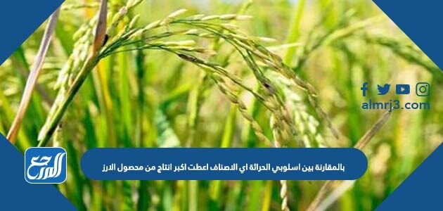بالمقارنة بين اسلوبي الحراثة اي الاصناف اعطت اكبر انتاج من محصول الارز