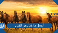 أجمل ما قيل عن الخيل ، اشعار عن الخيل الاصيل