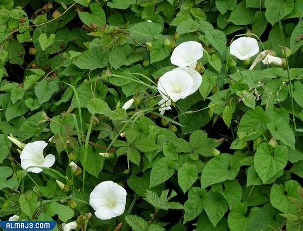 أفضل نباتات الزينة لتنقية الغرف (10)