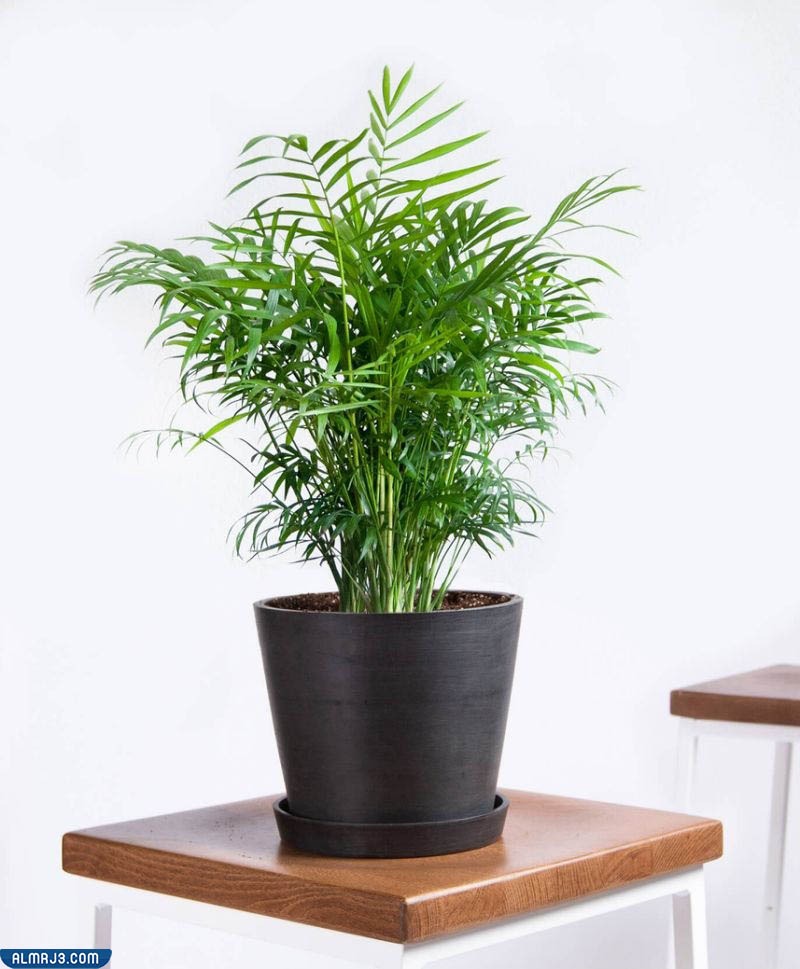أفضل نباتات الزينة لتنقية الغرف 