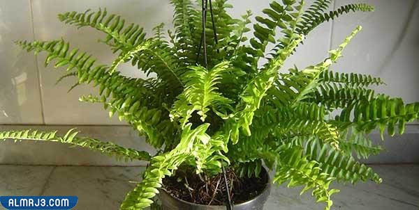 أفضل نباتات الزينة لتنقية الغرف 