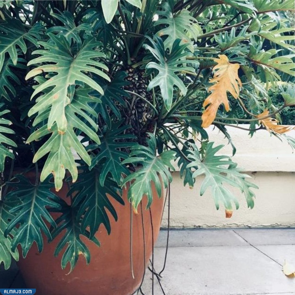 أفضل نباتات الزينة لتنقية الهواء في الغرف 